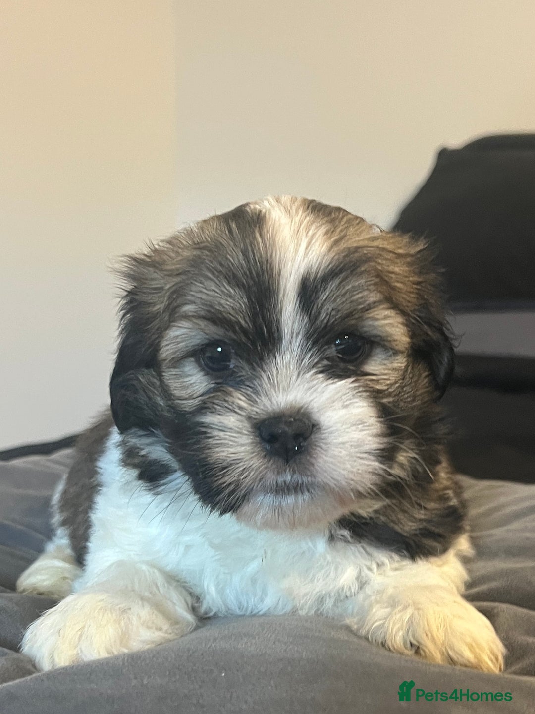 Mixed Breed dogs for sale: Beautiful Lhasa Apso X Bichon Frise puppies. - Image 4