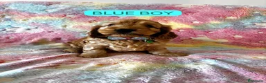 Blue Boy 💙