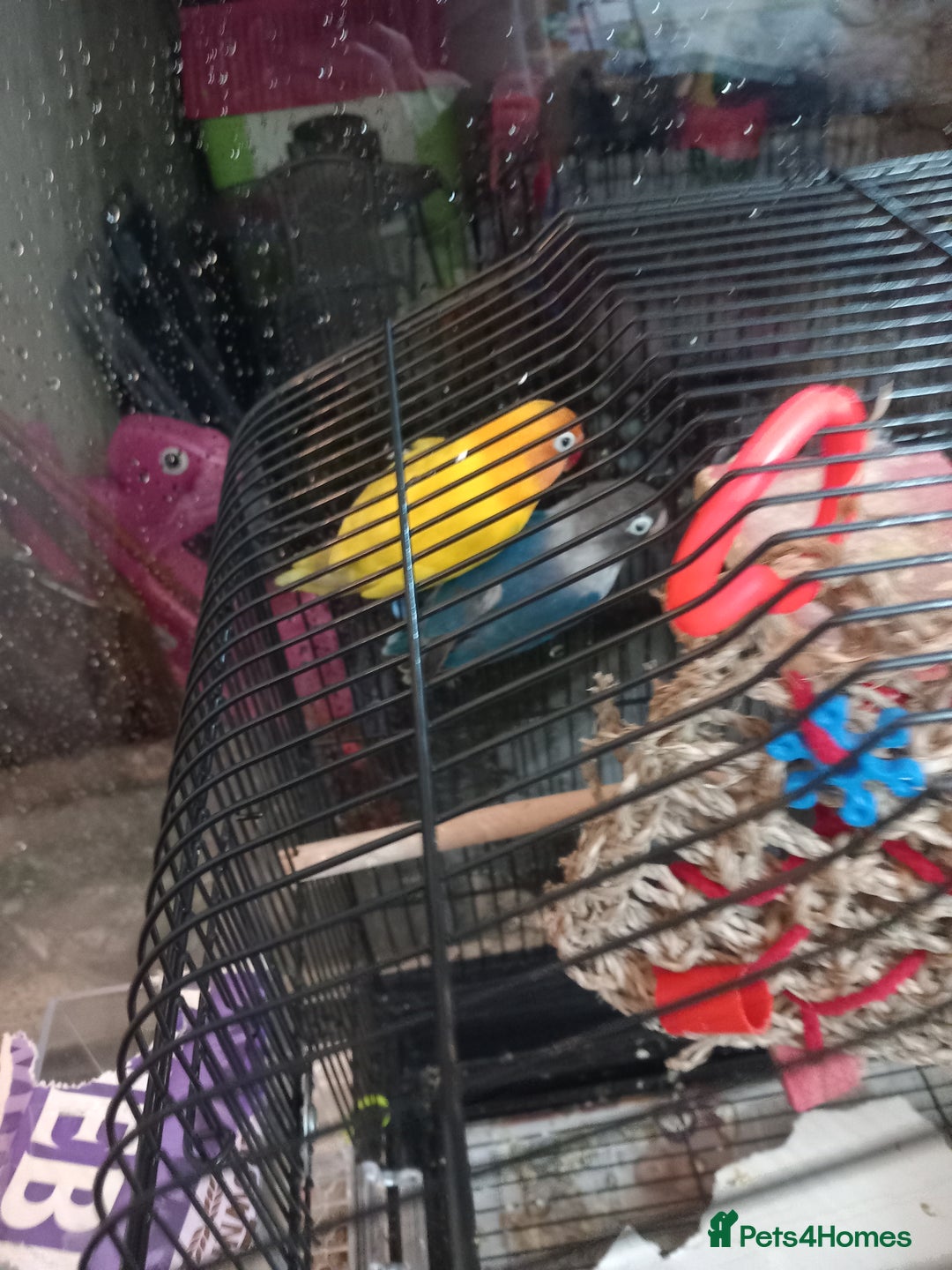 Lovebirds birds for sale: Lovebirds  - Advert 2