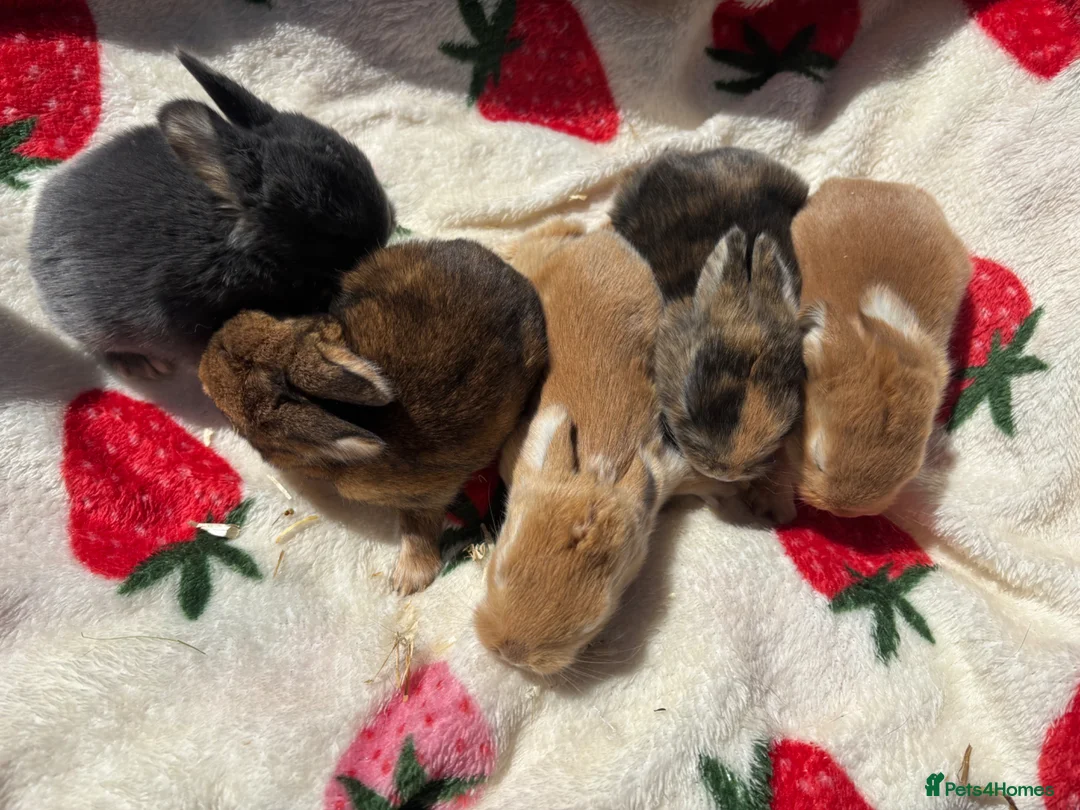 Mixed Breed rabbits for sale: 5 beautiful Rex x mini lops  - Advert 3