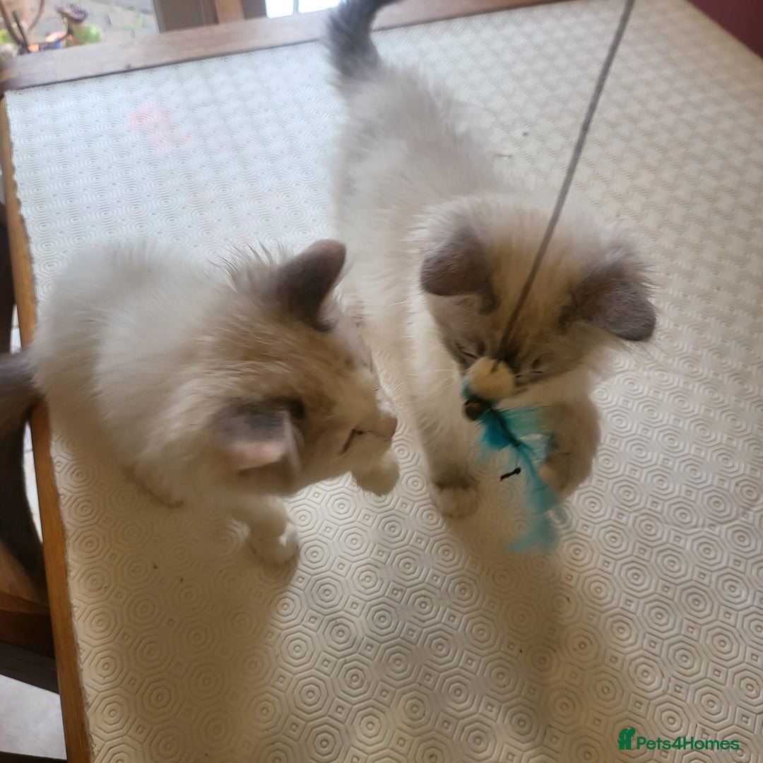 Ragdoll cats for sale:  ragdoll - Image 1