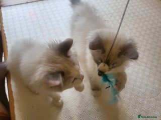 Ragdoll cats - Advert 27