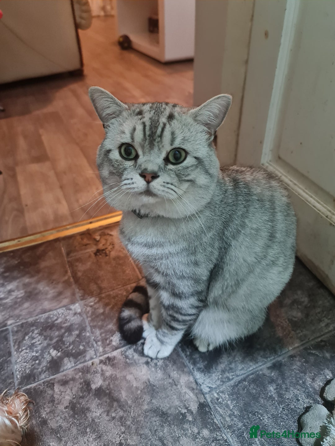 British Shorthair cats for stud: British silver tabby for stud in West Bromwich - Advert 2
