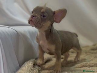 French Bulldog dogs 💕🐾 Stunning French bulldogs 🐾💕 - Advert 4