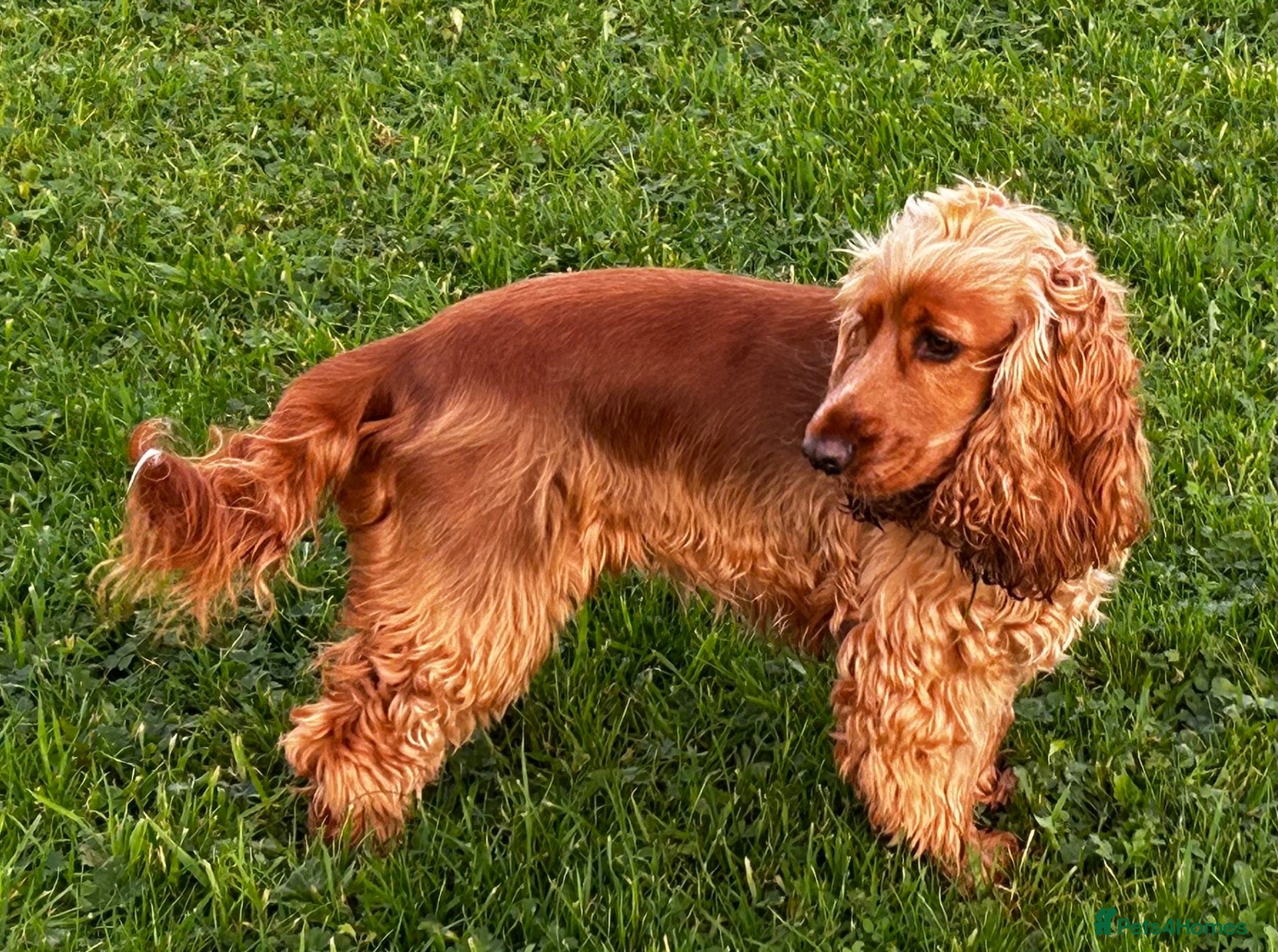 Cockapoo dogs Gorgeous Cockapoo puppies - Advert 3