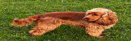 Cockapoo dogs for sale: Gorgeous Cockapoo puppies - Advert 1