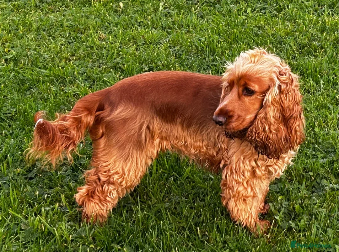 Cockapoo dogs for sale: Gorgeous Cockapoo puppies - Advert 1