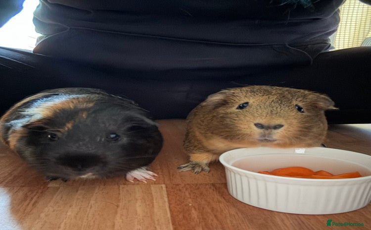 Guinea Pig rodents - Advert 12