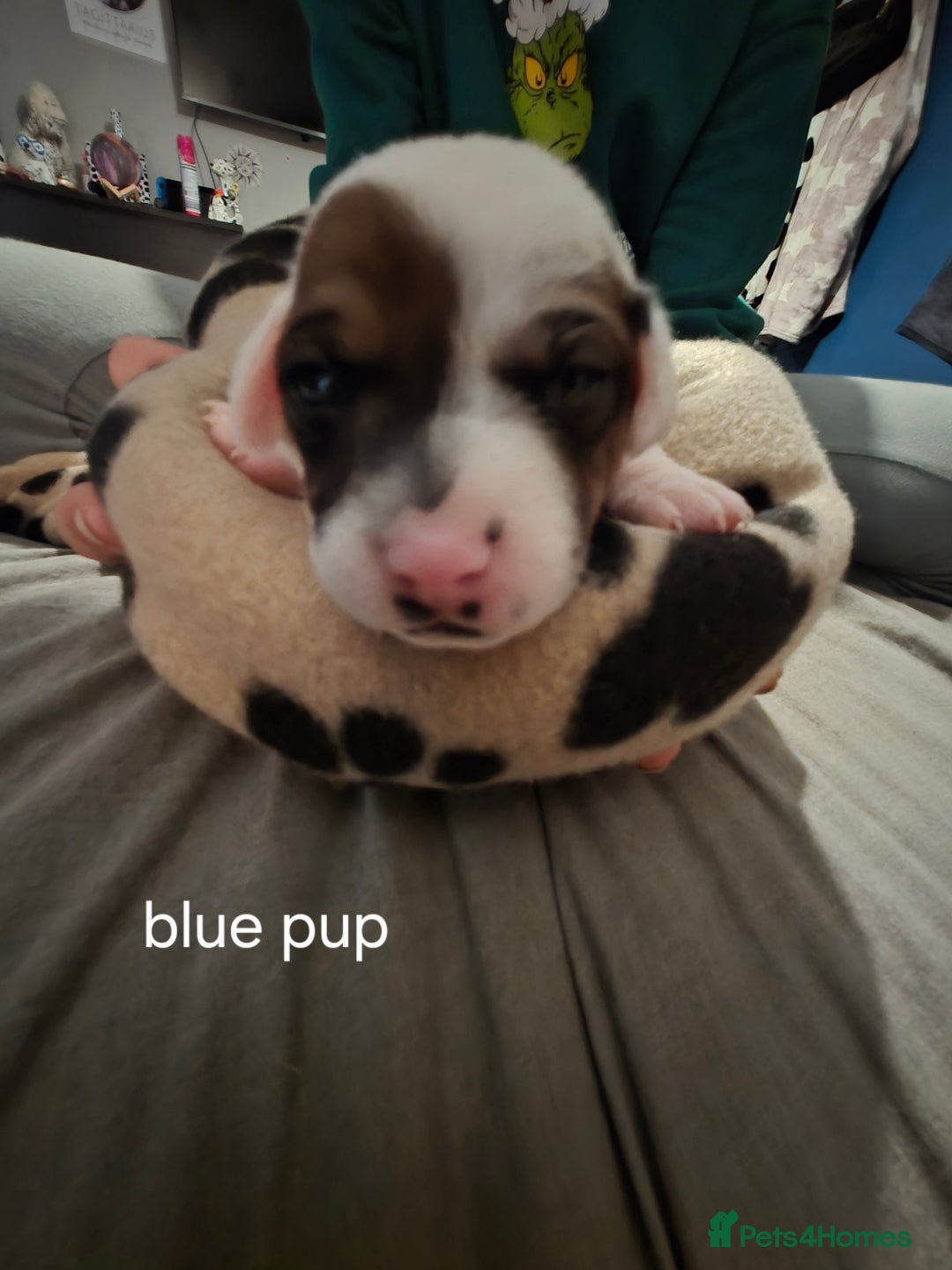 Jack Russell dogs for sale: Jack russell puppies - Advert 14