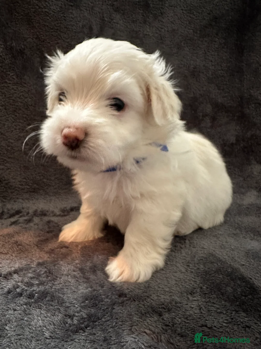 Bichon Frise dogs for sale: Adorable Bichon Frise Puppies - Advert 22