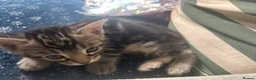 Bengal cats for sale: Mix Bengal kittens for sell in Corby - Advert 6