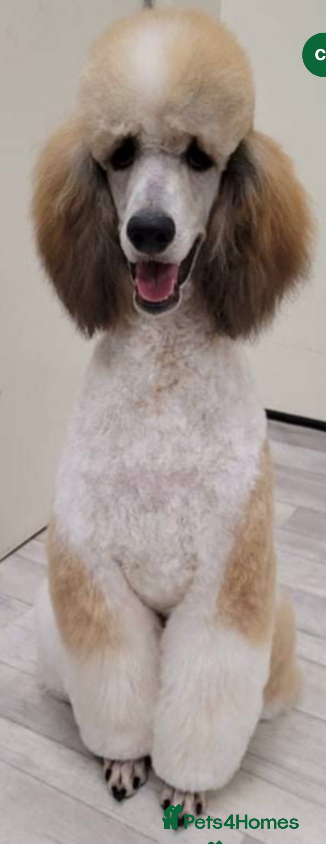 Standard Poodle dogs for sale: Exceptional Standard Parti Poodle puppies due  - Advert 9