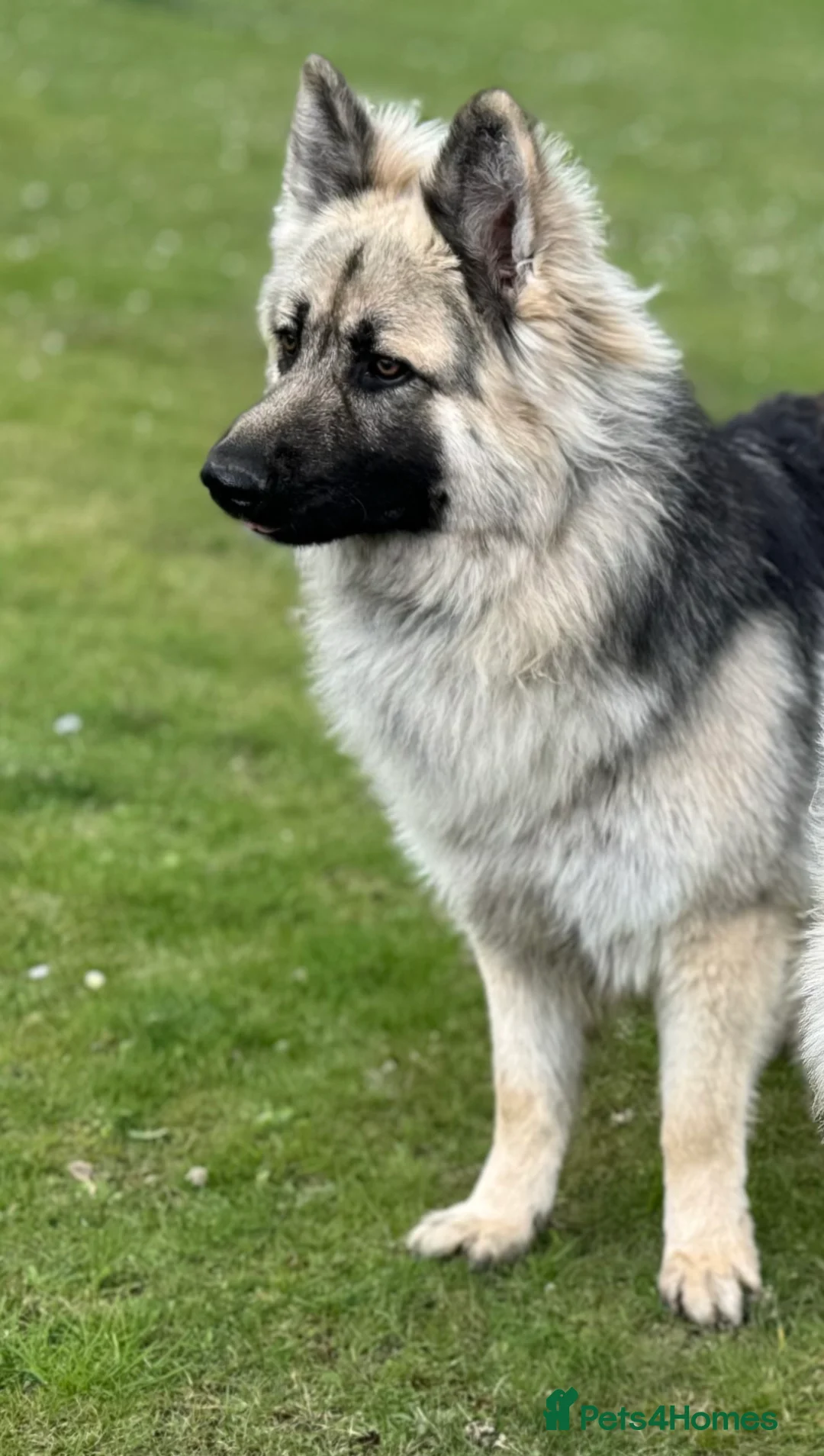 German Shepherd dogs for stud: Black and silver stud dog. Kc reg. health tested in Royston - Advert 11