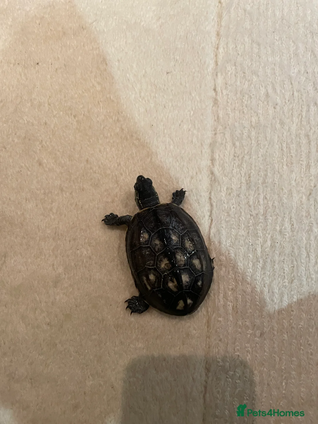 Turtle reptiles for sale: 2 Reeves Turtles & Complete set up for Sale - Advert 3