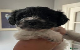 Schnoodle dogs for stud: STUNNING CHOC/WHITE MIN SCHNAUZER AT STUD in Coventry - Image 16