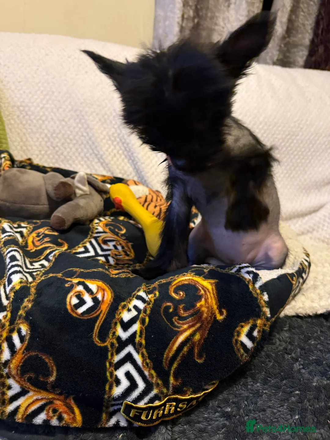 Chinese Crested dogs for sale: 5 Baby Chinese Crested Seeking Their Forever Homes - Advert 19