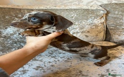 Dachshund dogs for sale: Dachshund puppies  - Image 16