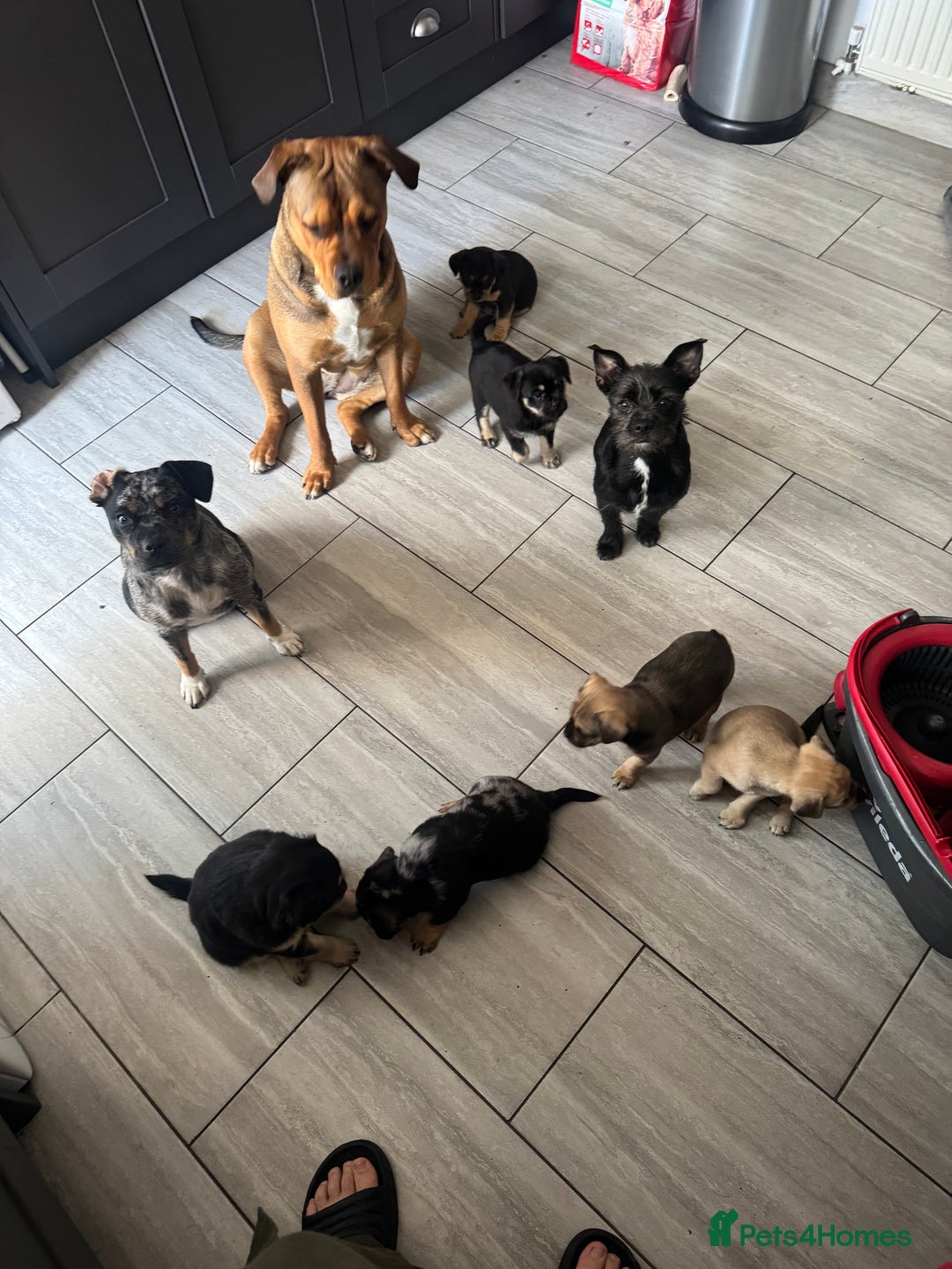 Mixed Breed dogs for sale: French Bulldog/Manchester Terrier hybrid. - Image 8