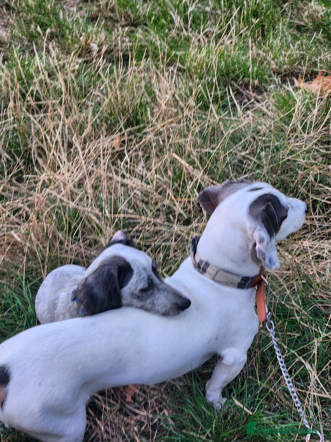 Dachshund dogs for sale:  **  sale of rear Dachshund Puppies  - Advert 22