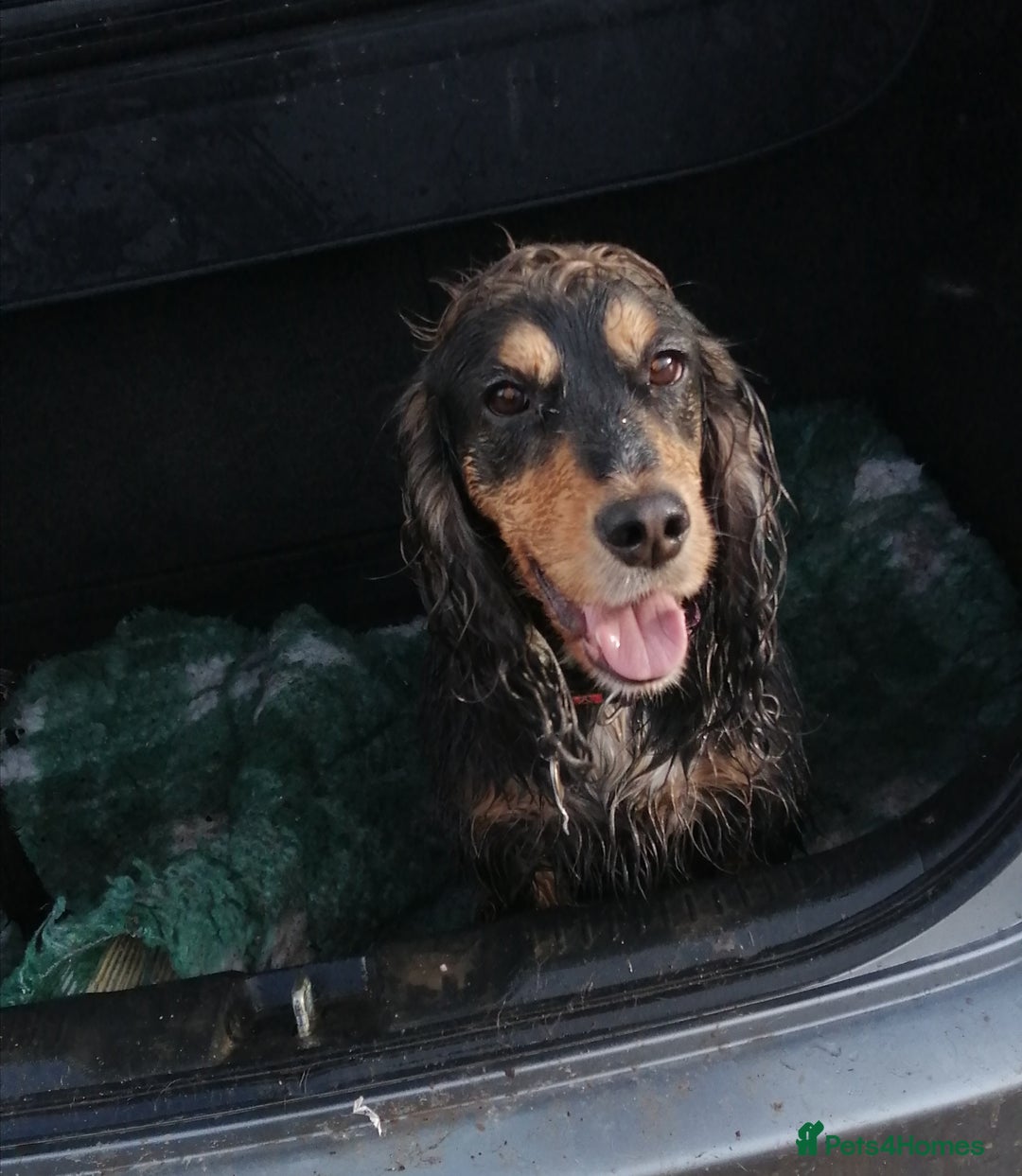 Cocker Spaniel dogs for sale: Show type Cocker Spaniel puppies - Advert 12