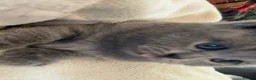 British Shorthair cats for sale: British Shorthair Kittens Ready for a Loving Home - Advert 26
