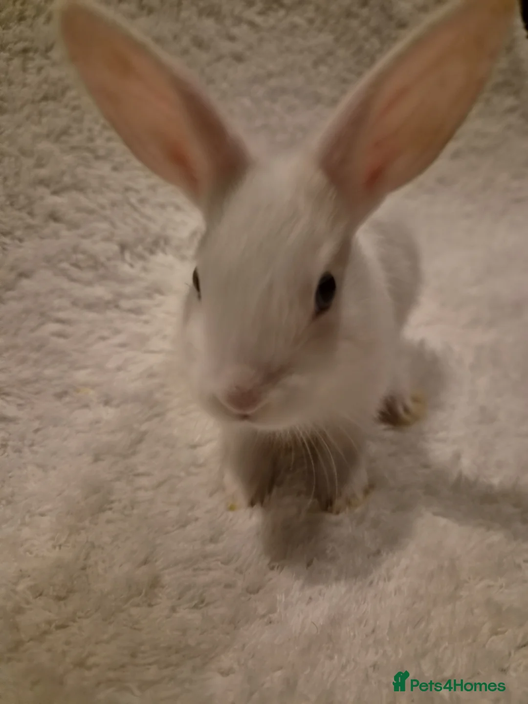 Rex rabbits for sale: 4 rex rabbits for sale  - Advert 22