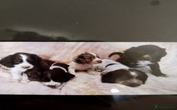 Cocker Spaniel dogs for sale: Cocker spaniel puppies  - Image 1