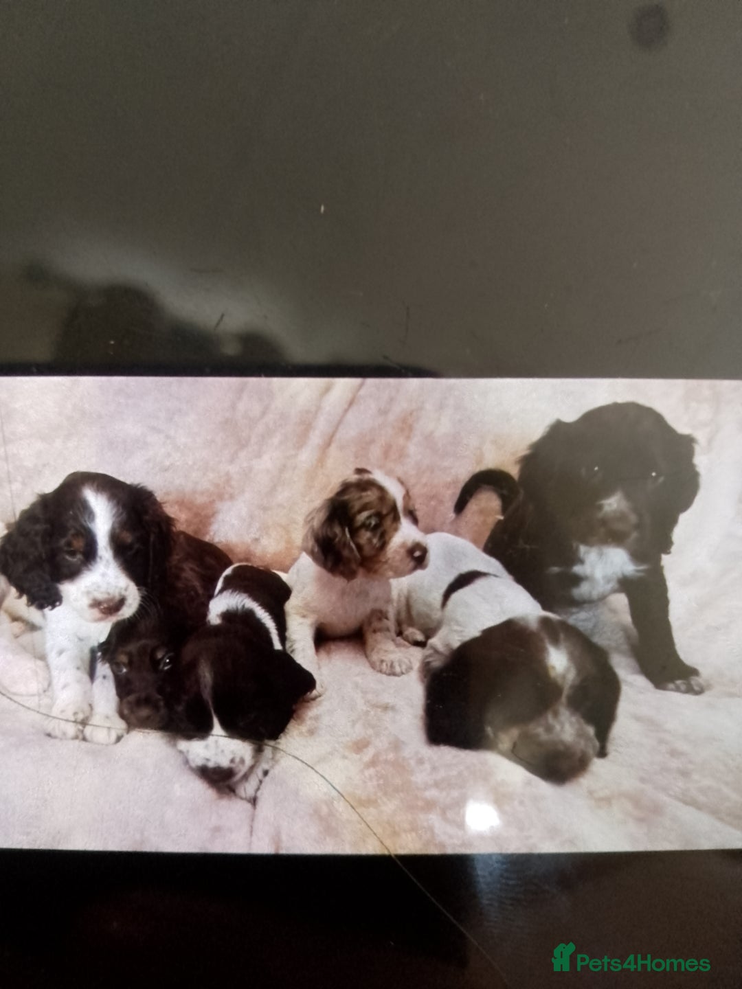 Cocker Spaniel dogs for sale: Cocker spaniel puppies  - Image 1