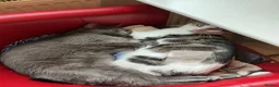 Mixed Breed cats for sale: 1 kitten 2 cats  - Advert 8