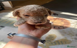Cockapoo dogs for sale: Toy cockapoos f2b 5 gorgeous teddy bears - Image 1