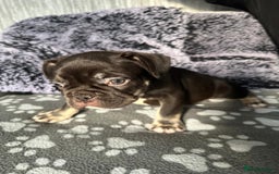 French Bulldog dogs for sale: Amazing french bulldog  - Image 12