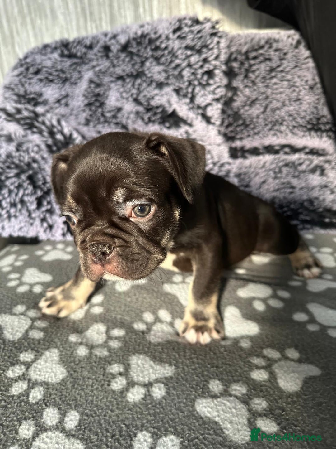 French Bulldog dogs for sale: Amazing french bulldog  - Image 12