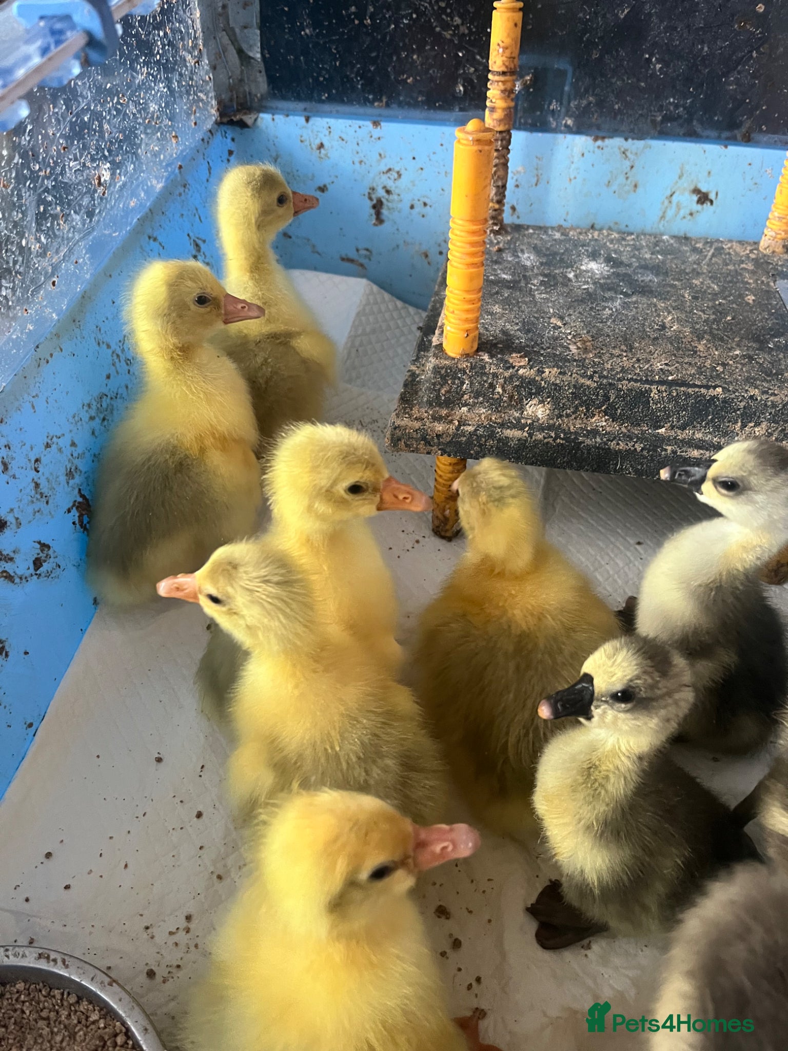 Geese poultry Embden and Chinese goslings hatched 1/6/26 - Advert 14