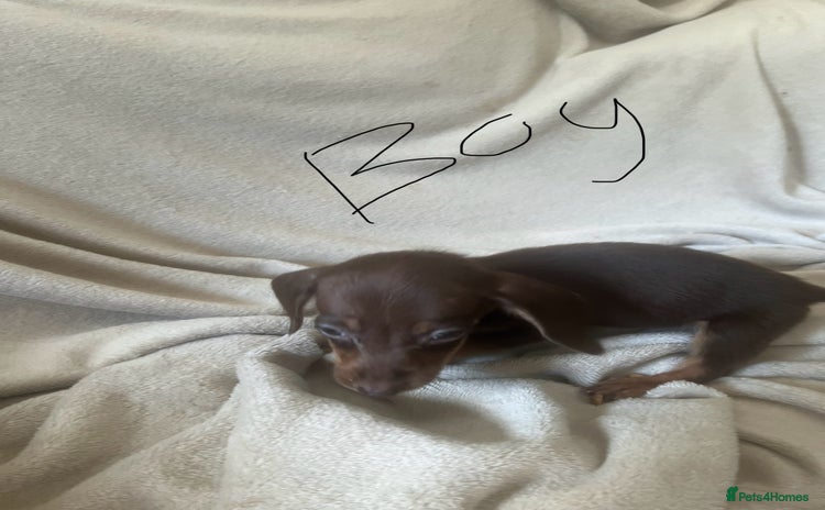 Miniature Dachshund dogs - Advert 7
