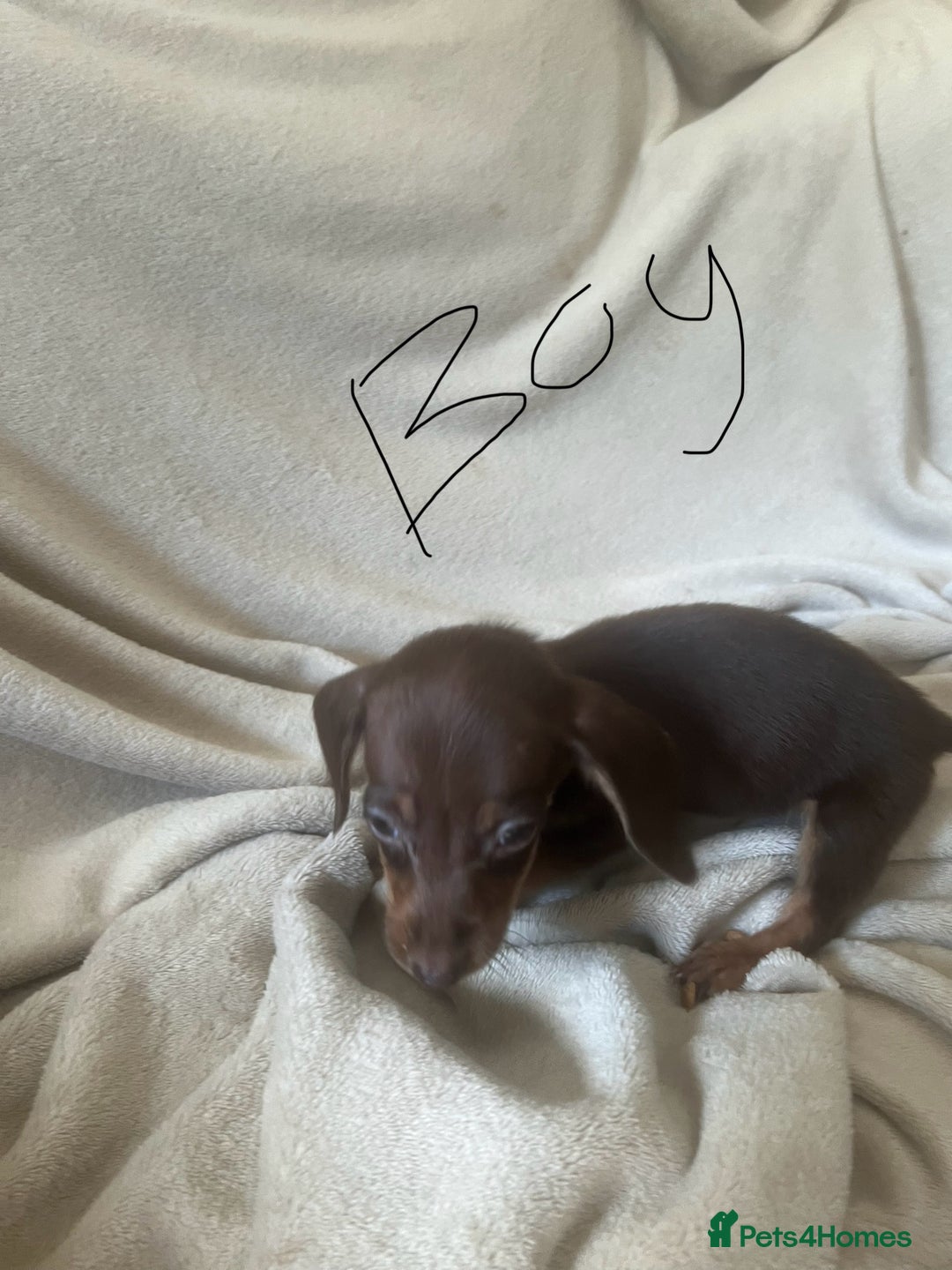 Miniature Dachshund dogs for sale: Miniature dachshund puppies 8 weeks old  - Image 8