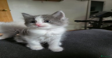 Mixed Breed cats - Advert 4