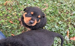 Rottweiler dogs for sale: Rottweiler pups  - Image 3