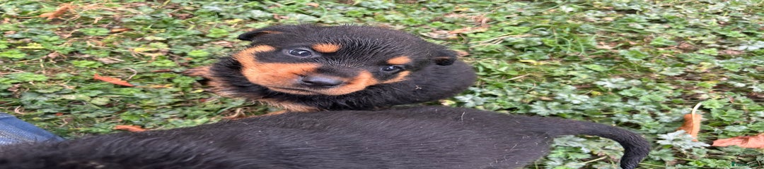 Rottweiler Puppy 2