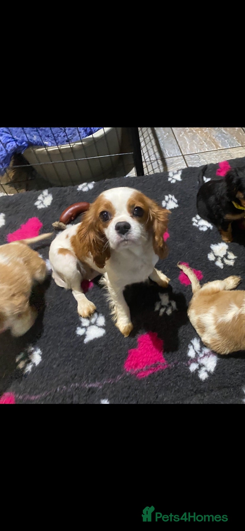 Cavalier King Charles Spaniel dogs Cavalier King Charles  - Advert 2