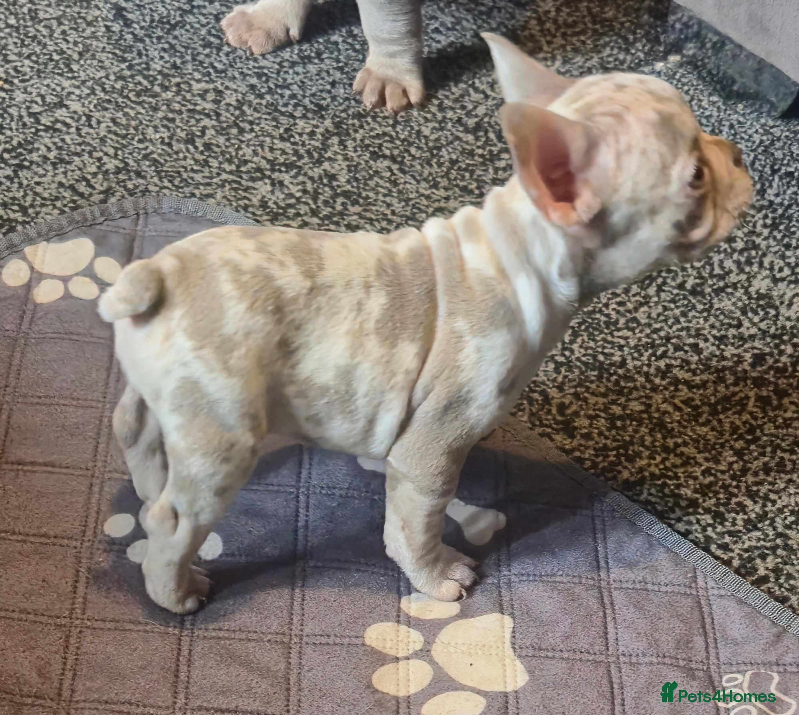 French Bulldog dogs Last female merle french bulldog - Advert 13