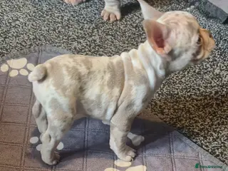 French Bulldog dogs Last female merle french bulldog - Advert 13