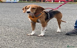 Mixed Breed dogs for adoption: Sweet Kody is ready for his forever sofa - Image 14