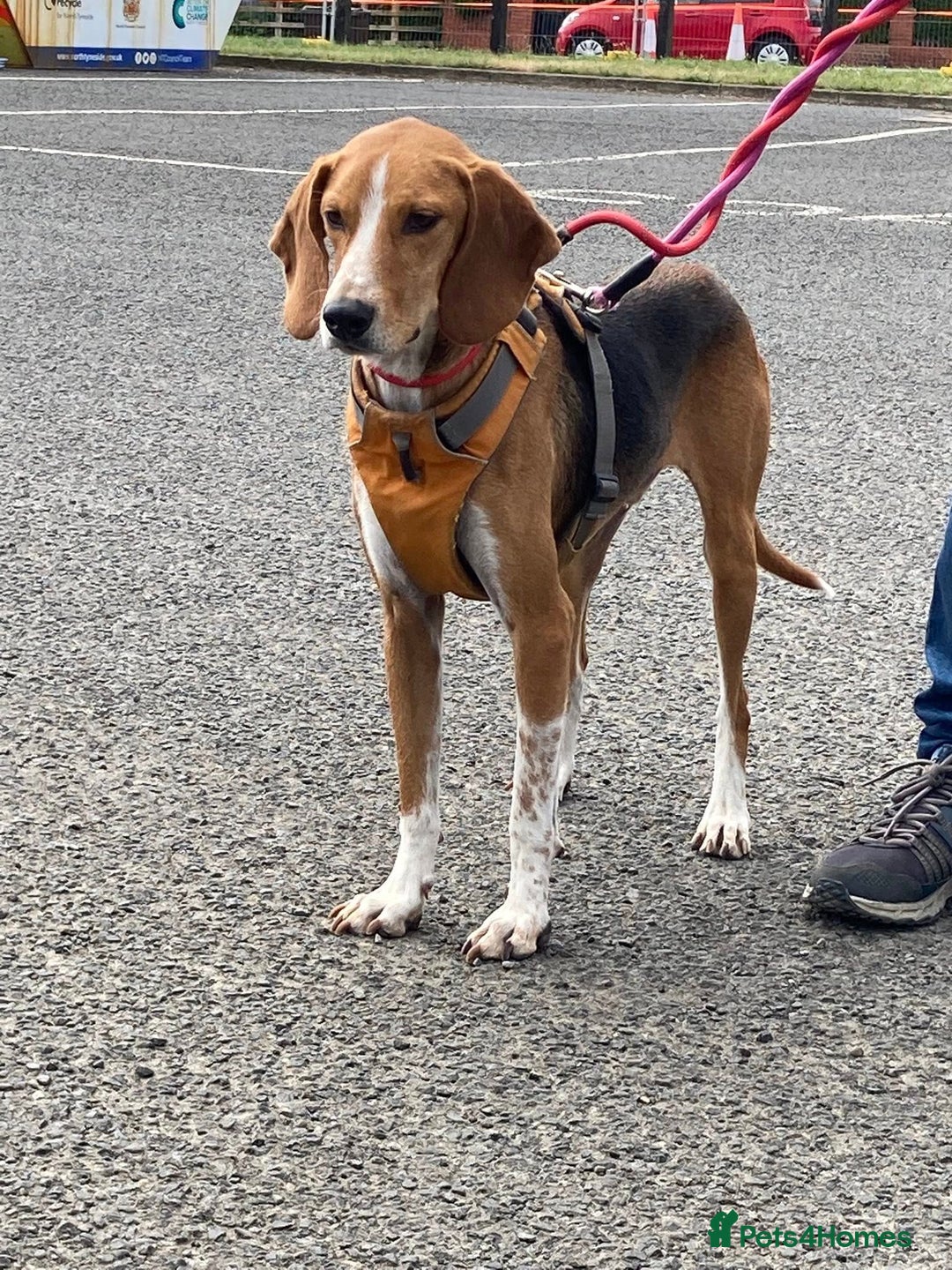 Mixed Breed dogs for adoption: Sweet Kody is ready for his forever sofa - Image 14