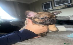 French Bulldog dogs for sale: French bulldog puppies  - Image 12
