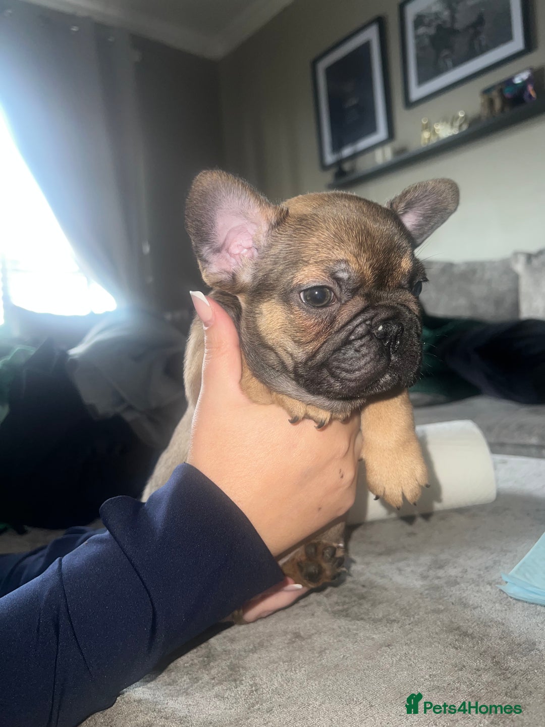 French Bulldog dogs for sale: French bulldog puppies  - Image 12