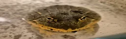 Frog reptiles for sale: Giant African Bullfrog - Advert 5