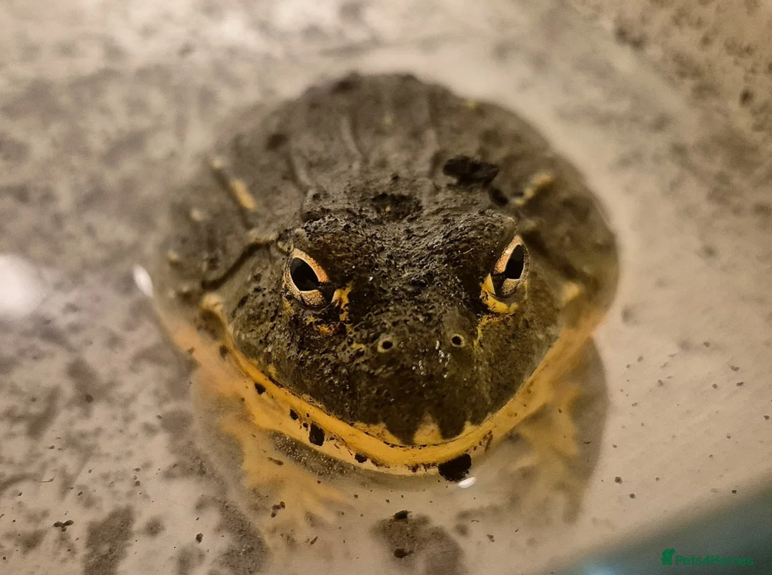 Frog reptiles for sale: Giant African Bullfrog - Advert 5