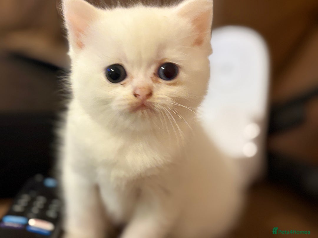 Persian cats for sale: White half Persian kitten, ready  **  eve - Advert 8