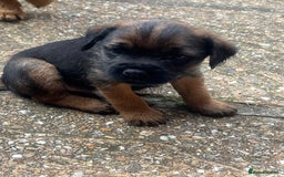 Border Terrier dogs for sale: Gorgeous KC reg Border Terrier Boys - Image 4