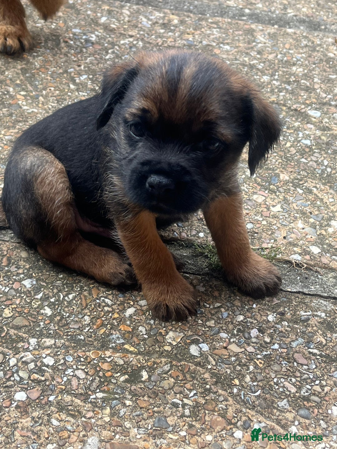 Border Terrier dogs for sale: Gorgeous KC reg Border Terrier Boys - Image 4